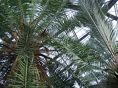 325 Longwood Gardens [2008 August 23]